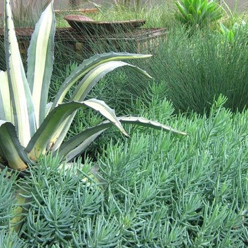 Water Wise Agave, succulent and grasses garden