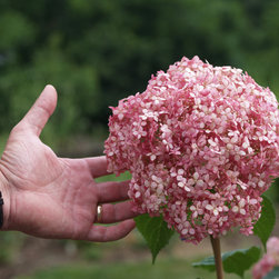 Invincibelle&reg; Spirit Smooth Hydrangea - Plants