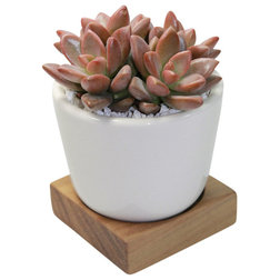 Contemporary Plants Graptosedum - 3" Cactus and Succulents in Ceramic Pot