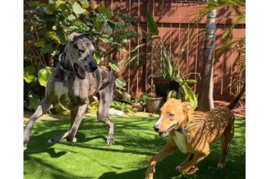 Dog Run