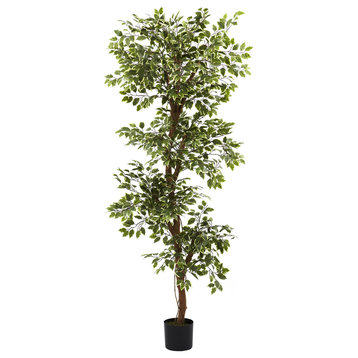 6' Variegated Ficus Tree