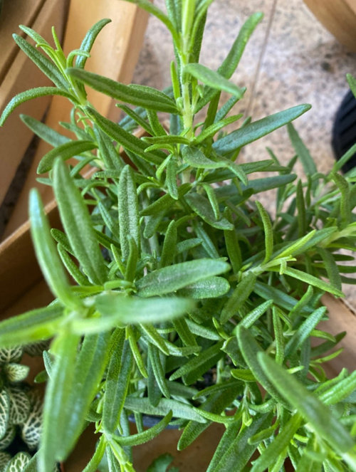 browning and wilting rosemary.