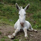 Foto von Breda Businelli
