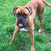 Fidget The Boxer's photo