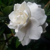 Photo de Cindy Roberson