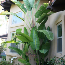 strelitzia