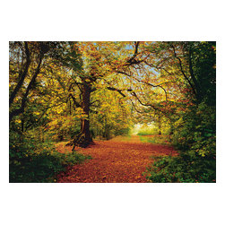 American Wallpaper & Design - Autumn, The Woods Mural Wallpaper - Wallpaper