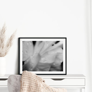 Delicate Rose Petals Floral Botanical Nature Photograph Wall Art Prints