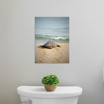 Baby Loggerhead Sea Turtle Animals and Wildlife Artwork