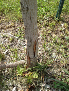 Bark Peeling Off A Norwegian Sunset Maple