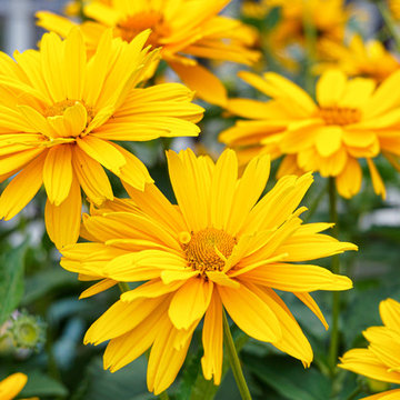 Floral Photography