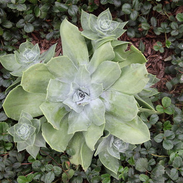 Coast Dudleya Swims in Beach Strawberry