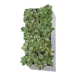 Plant Portrait - Products