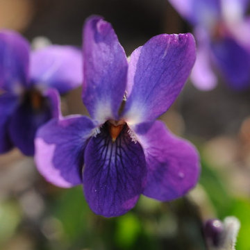 Viola odorata