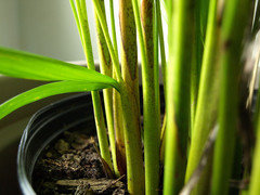 Tiny Black spots on Areca Palm | Houzz Forum