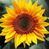 Ellin Meade's photo