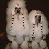 Foto de poodlelover25
