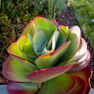 Succulents and California Natives