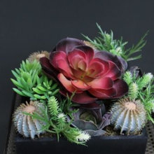Plants