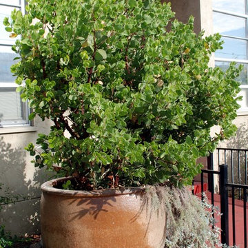 Big Berry Manzanita