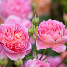 david austin roses