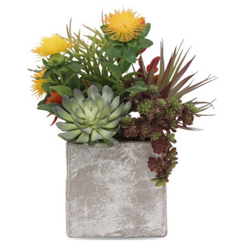 Tropical Colorful Succulents In Cement Pot