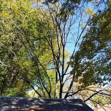 Tree Trimming & Removal
