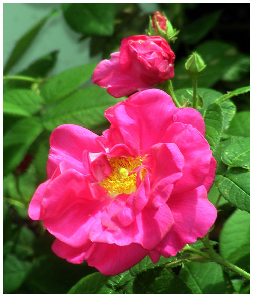 Spring flush roses! | Houzz Forum