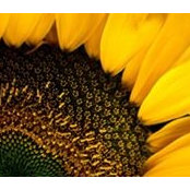 Monica Ralph's photo