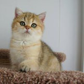 Elena Krom's photo