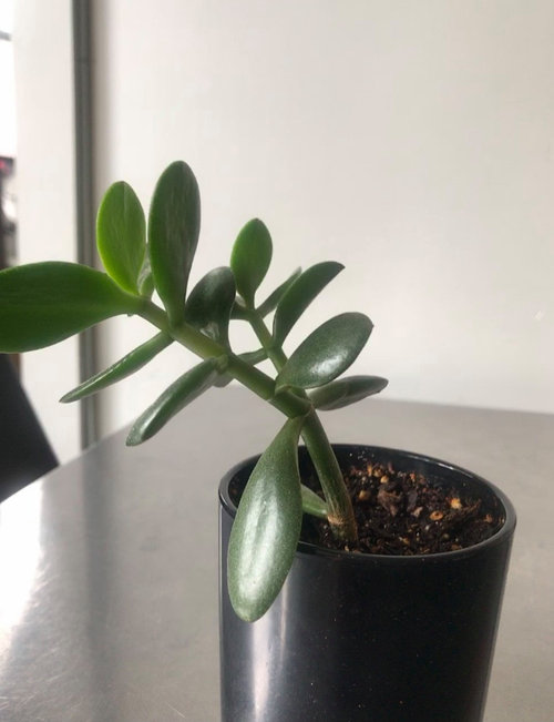 Jade plant leaning