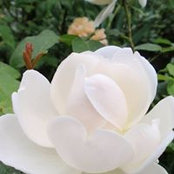 Paola Cucchi's photo
