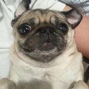 Allison Schebler Poulos's photo