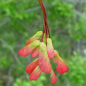 Great Design Plants: Acer rubrum