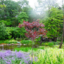 wetlands