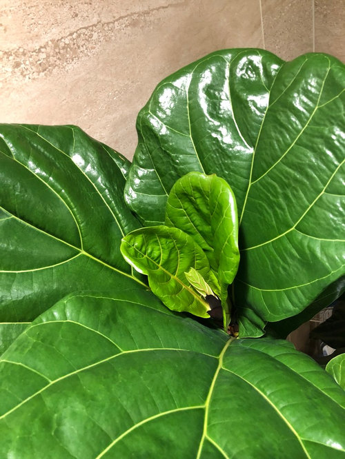 Fiddle leaf fig weird roots and how to manage?