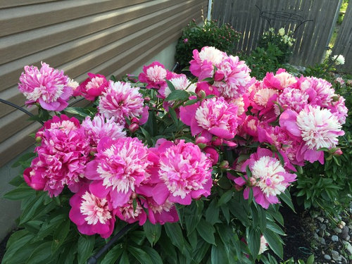 Blooming Today