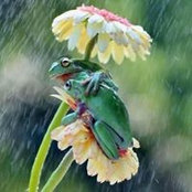 Anees Fatima's photo