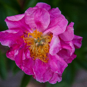 Peony Flowers - Keeper of the Light - Omaste Witkowski.jpg