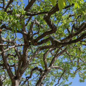 Country Fruit Tree Pruning