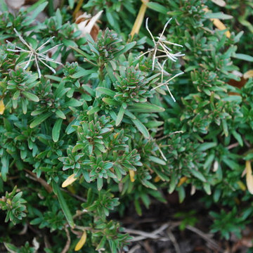 candytuft (Iberis sempervirens)