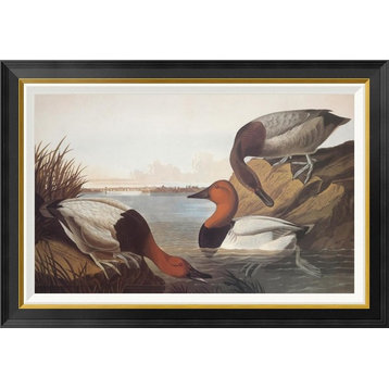 "Canvas-Backed Duck" Framed Canvas Giclee by John James Audubon, 36x28"