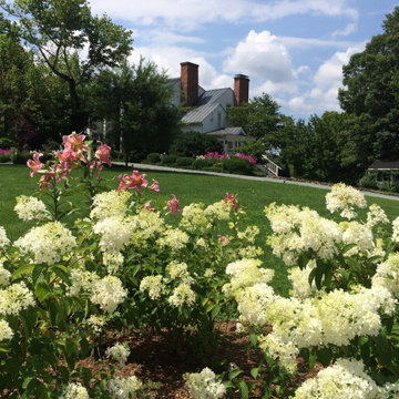 Hydrangea and Lily