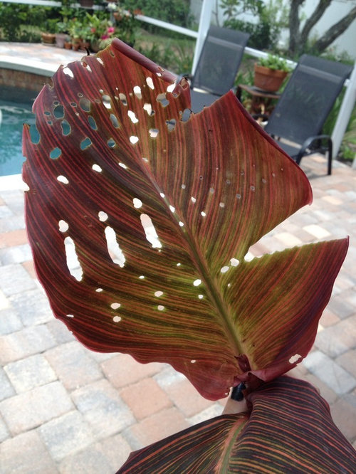 Holes in canna leaves