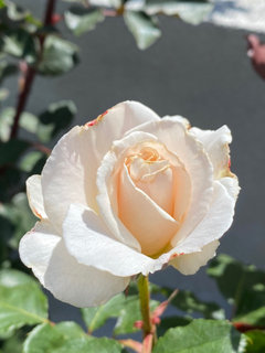 French Lace Floribunda Rose