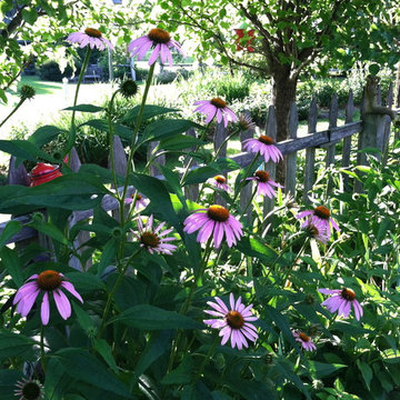 Purple Echinacea