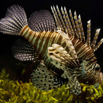 Best Fish Tank, Aquarium Maintenance Company | Katonah, NY