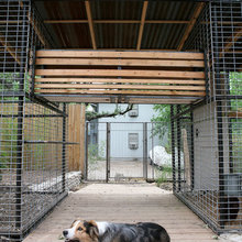 Chickens