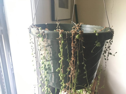 string of pearls plant