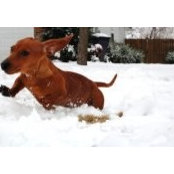 Sammy McDog's photo